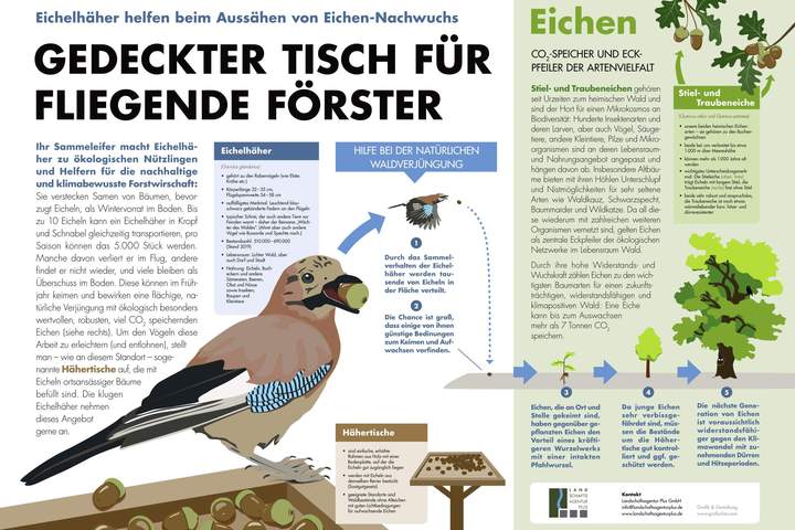 Schautafel, die zukünftig an den Hähertisch-Standorten im Kollekturwald zu finden sein wird
