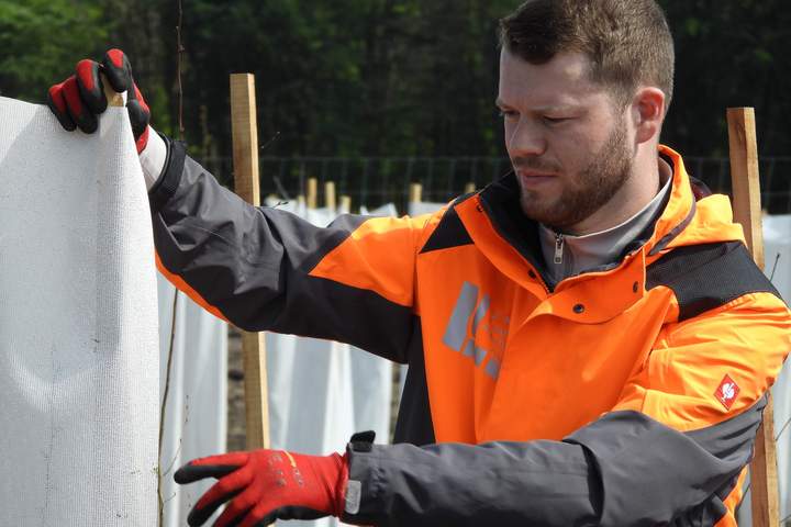 Bernd Dreckmann, Bauleiter bei Landschaftsagentur Plus, kontrolliert Wuchshüllen zum Schutz junger Bäume auf einer Erstaufforstungsfläche in Raesfeld.