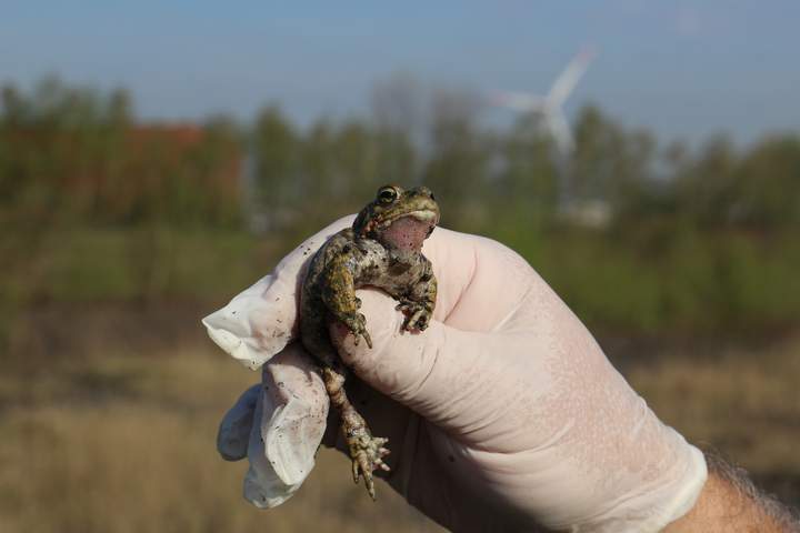 Kreuzkröte (Bufo calamita)