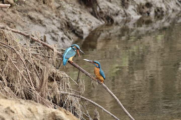 Eisvogel (Alcedo atthis)