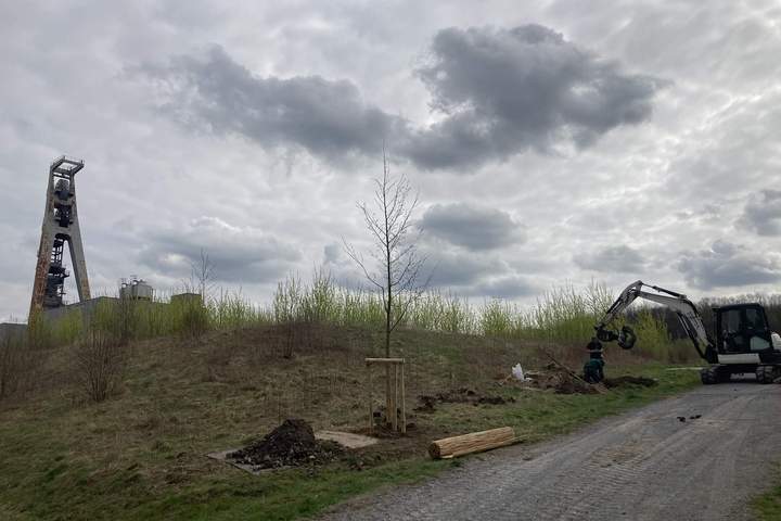 Baumpflanzung Klimaarboretum Hugo Klima-Arboretum Hugo in Gelsenkirchen: Allee klimastabiler Baumarten im ehemaligen Zechenpark, umgesetzt von der Landschaftsagentur Plus
