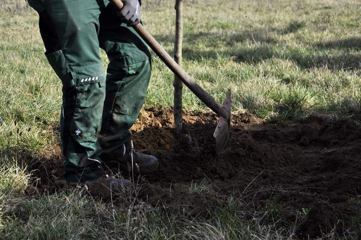 Neue Streuobstwiese für das Ökokonto Lippeaue