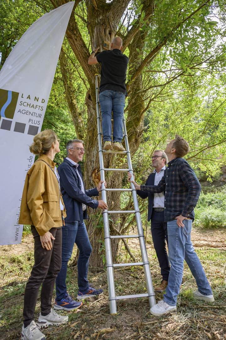 Michael Boes befestigt auf einer Leiter stehend eine hölzerne Nisthilfe an einem Baum am renaturierten Spieser Mühlenbach, beobachtet von Projektbeteiligten