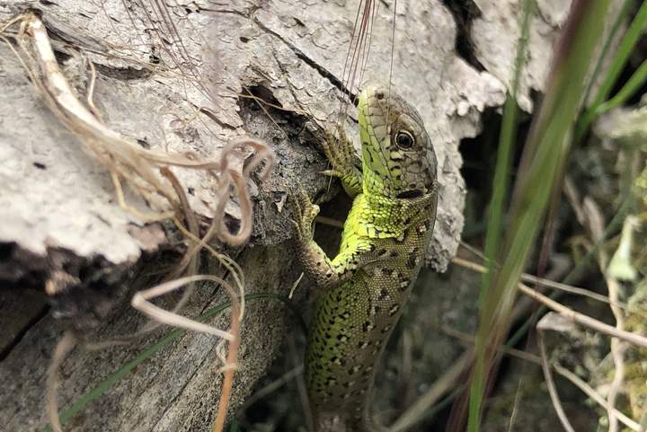 Profitiert von der ökologischen Waldaufwertung: Die Zauneidechse (Lacerta agilis)