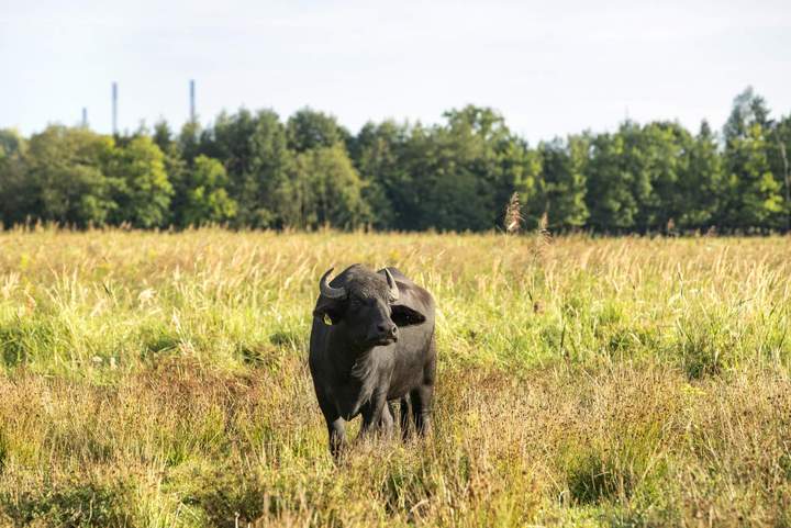 Hier investiert der SO4: In unser Ökokonto Dorsten-Wenge I am Hervester Bruch