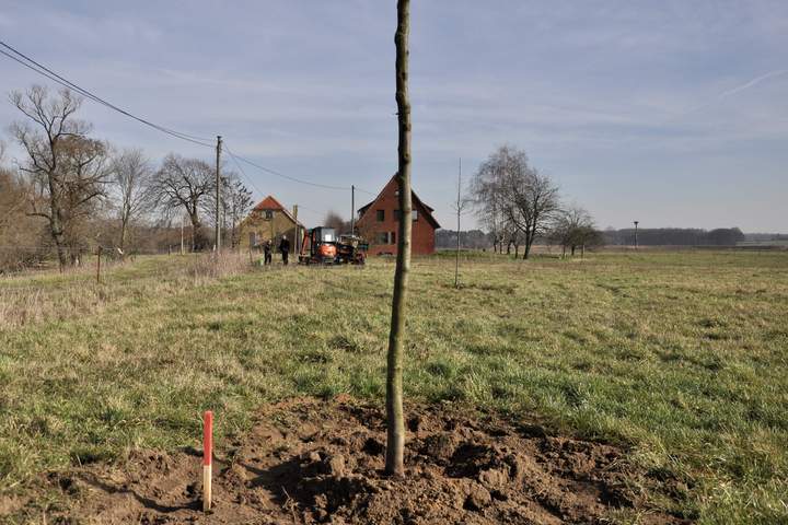 Neue Streuobstwiese für das Ökokonto Lippeaue