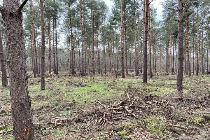 Ausschnitt einer von uns bearbeiteten Fläche im Kollekturwald