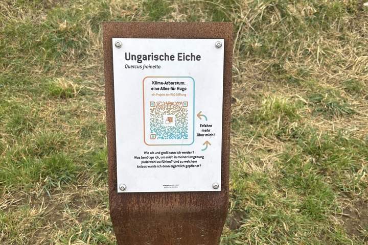 Infosteele-klimaarboretum-hugo Infotafel im Klima-Arboretum Hugo: Stele zur Ungarischen Eiche (Quercus frainetto) mit QR-Code und Baum-Infos
