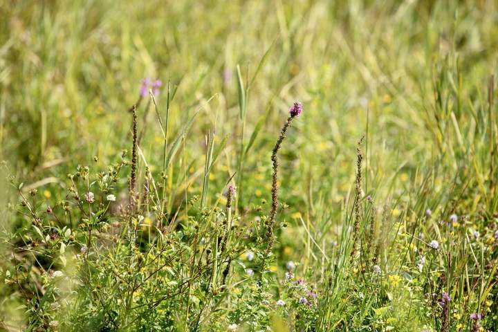 Insektenschutzflächen als Biodiversitäts-Hotspots