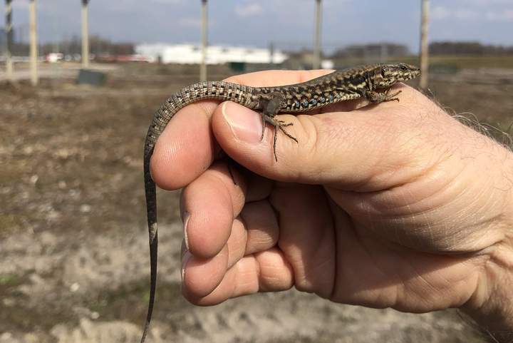 Profitiert von der ökologischen Waldaufwertung: Die Mauereidechse (Podarcis muralis)