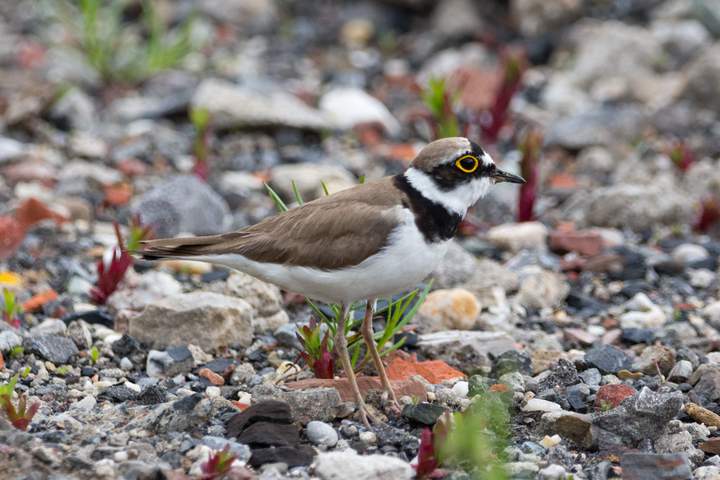 Flussregenpfeifer (Charadrius dubius)