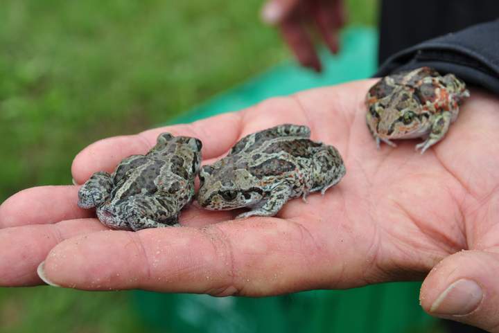 Knoblauchkröten (Pelobates fuscus) Knoblauchkröten (Pelobates fuscus)