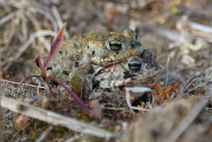 Profitiert von der ökologischen Waldaufwertung: Die Kreuzkröte (Bufa calamita)
