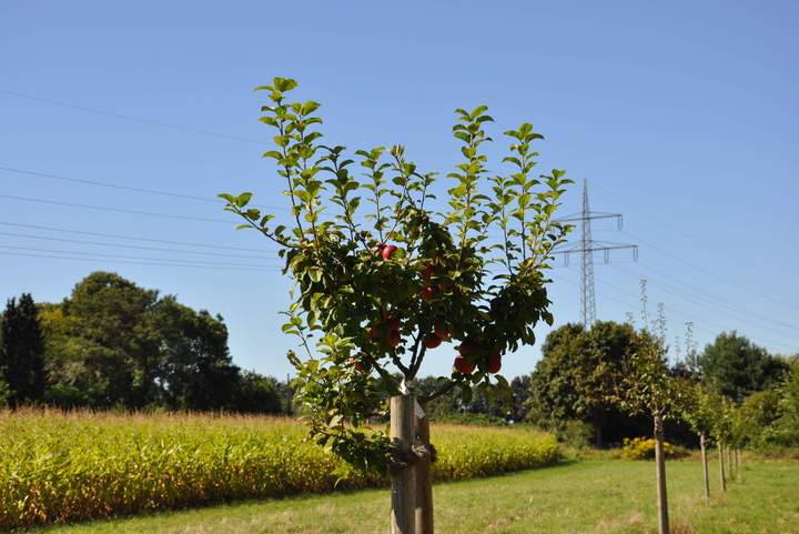 Streuobstwiese in Marl, NRW