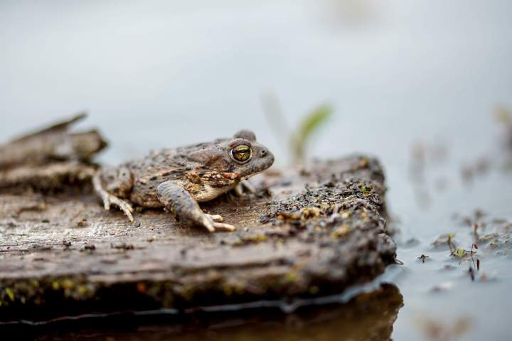 Kreuzkröte (Bufo calamita)