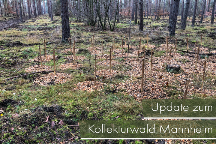 Kollekturwald Mannheim: ökologische Aufwertung im dritten Abschnitt abgeschlossen