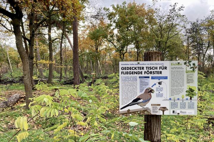 Unser Eichelhäher-Informationsschild vor einem von mehreren Hähertischen im Kollekturwald
