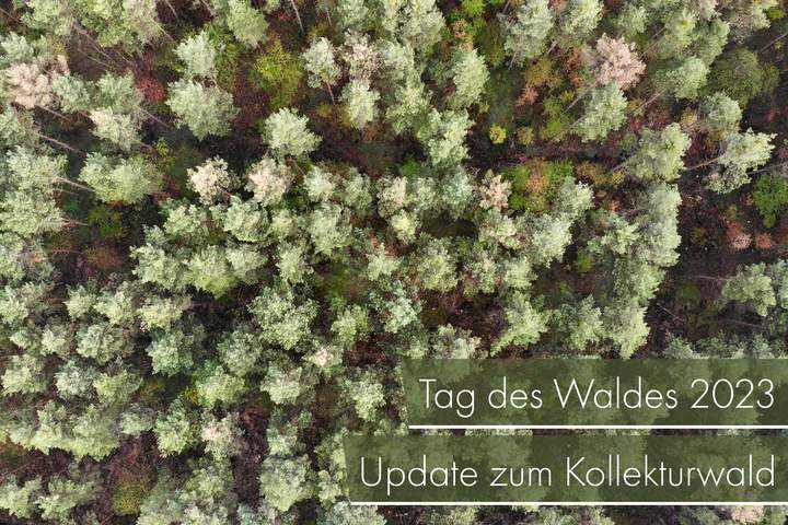 Zum "Tag des Waldes" 2023: Zweiter Abschnitt der ökologischen Aufwertung im Kollekturwald abgeschlossen