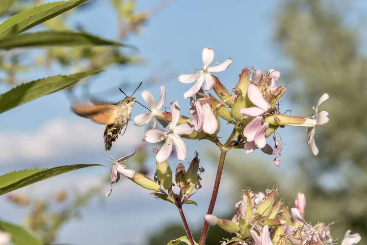 Taubenschwänzchen (Macroglossum stellatarum)