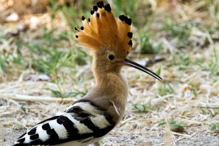 Der Wiedehopf ist einer der auffälligsten heimischen Brutvögel und auch "Vogel des Jahres 2022". Foto: Landschaftsagentur Plus /Becker&Bredel/Laura Ockenfels