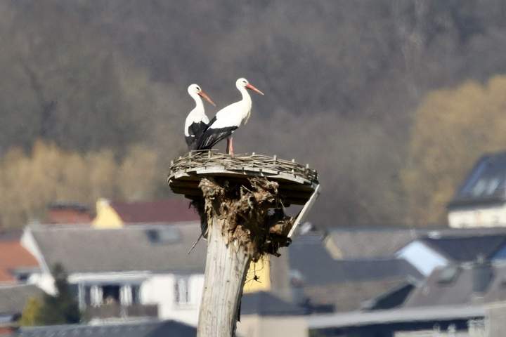 Weißstrochenpaar auf unserem Storchenhorst in Perl