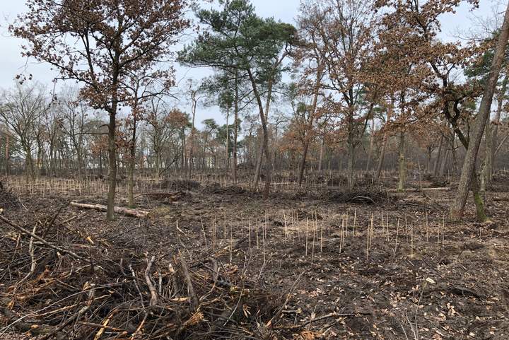Der Kollekturwald Mannheim nach Abschluss unserer ersten ökologischen Aufwertungsmaßnahmen