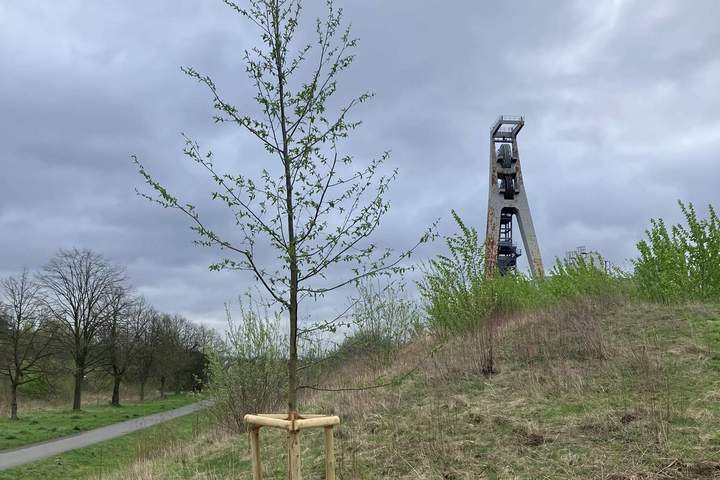 klimaarboretum-junger-baum-landschaftsagenturplus
