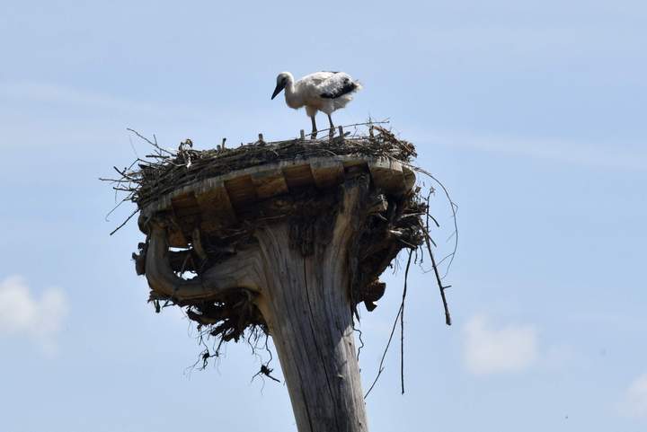Der Storchenhorst auf der Fläche wurde von einem unserer FÖJ'ler gebaut Der Storchenhorst auf der Fläche wurde von einem unserer FÖJ'ler gebaut